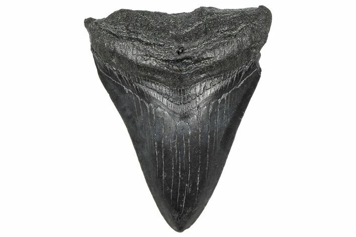 Juvenile Megalodon Tooth - South Carolina #360946